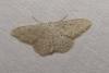 Scopula incanata